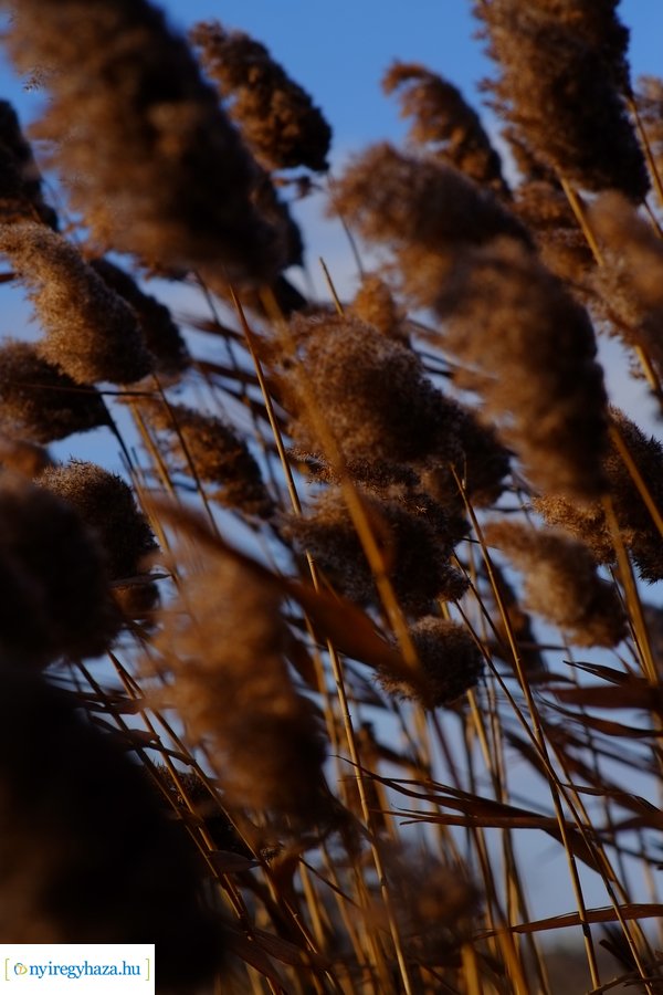 Ligeti csendélet 20230206