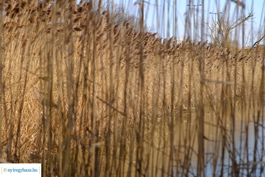 Ligeti csendélet 20230206