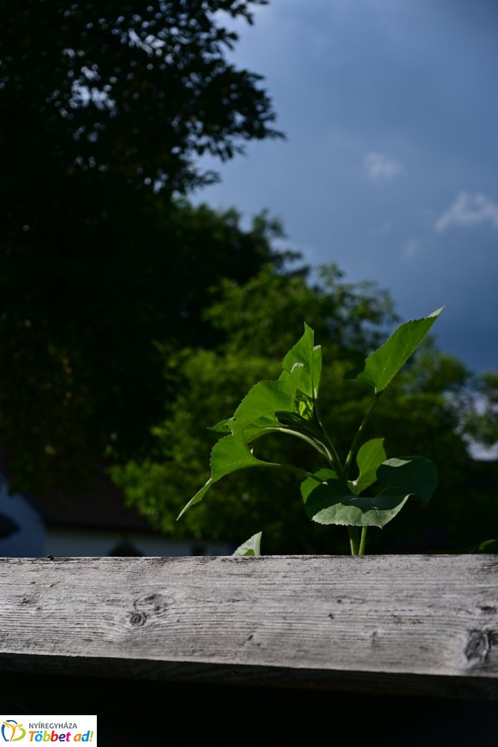 Luby Margit kiállítás a múzeumfaluban