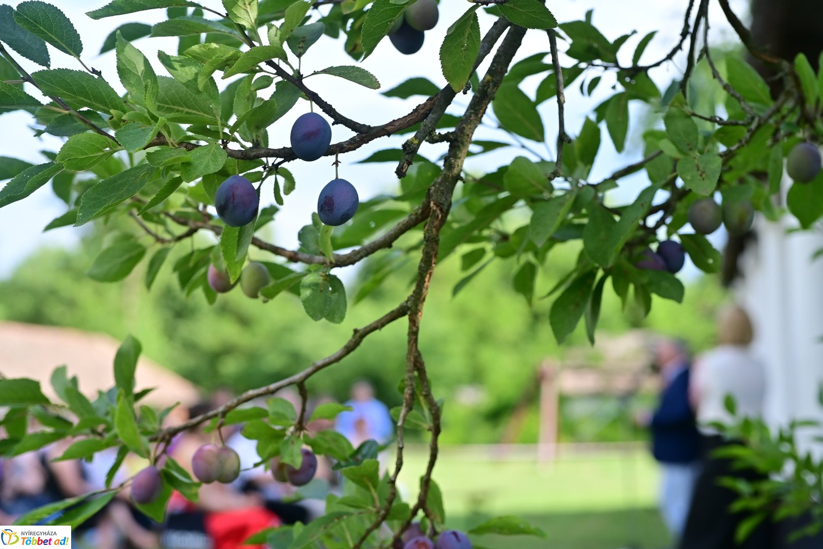 Luby Margit kiállítás a múzeumfaluban