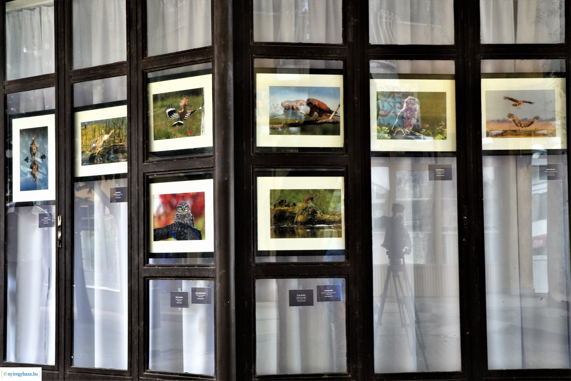 Madárlesen a Jászságban - kiállításmegnyitó a Nyírfa téri galérában