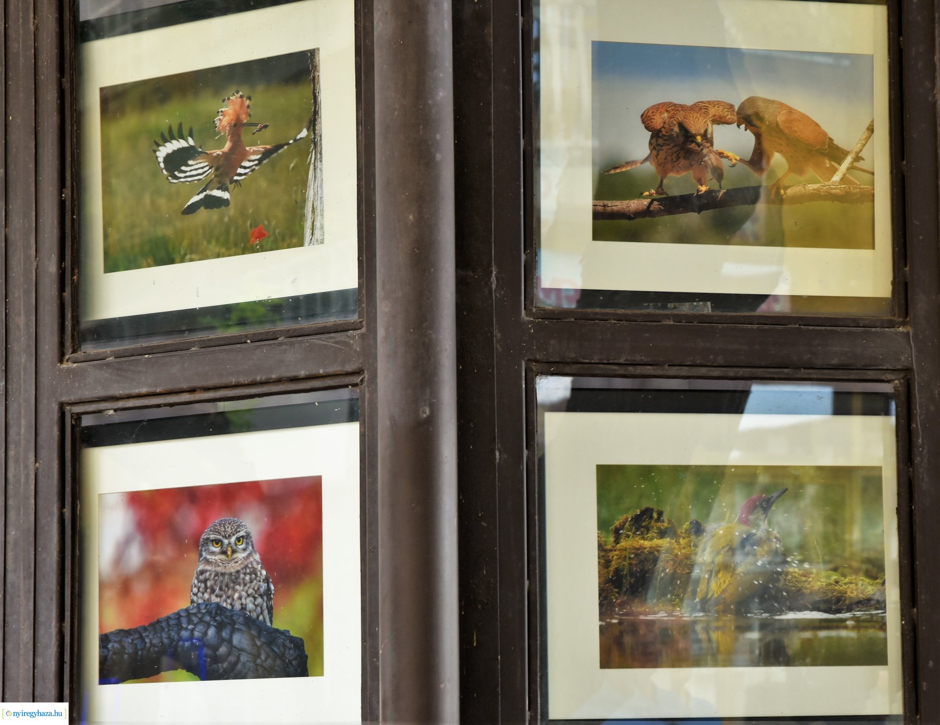 Madárlesen a Jászságban - kiállításmegnyitó a Nyírfa téri galérában