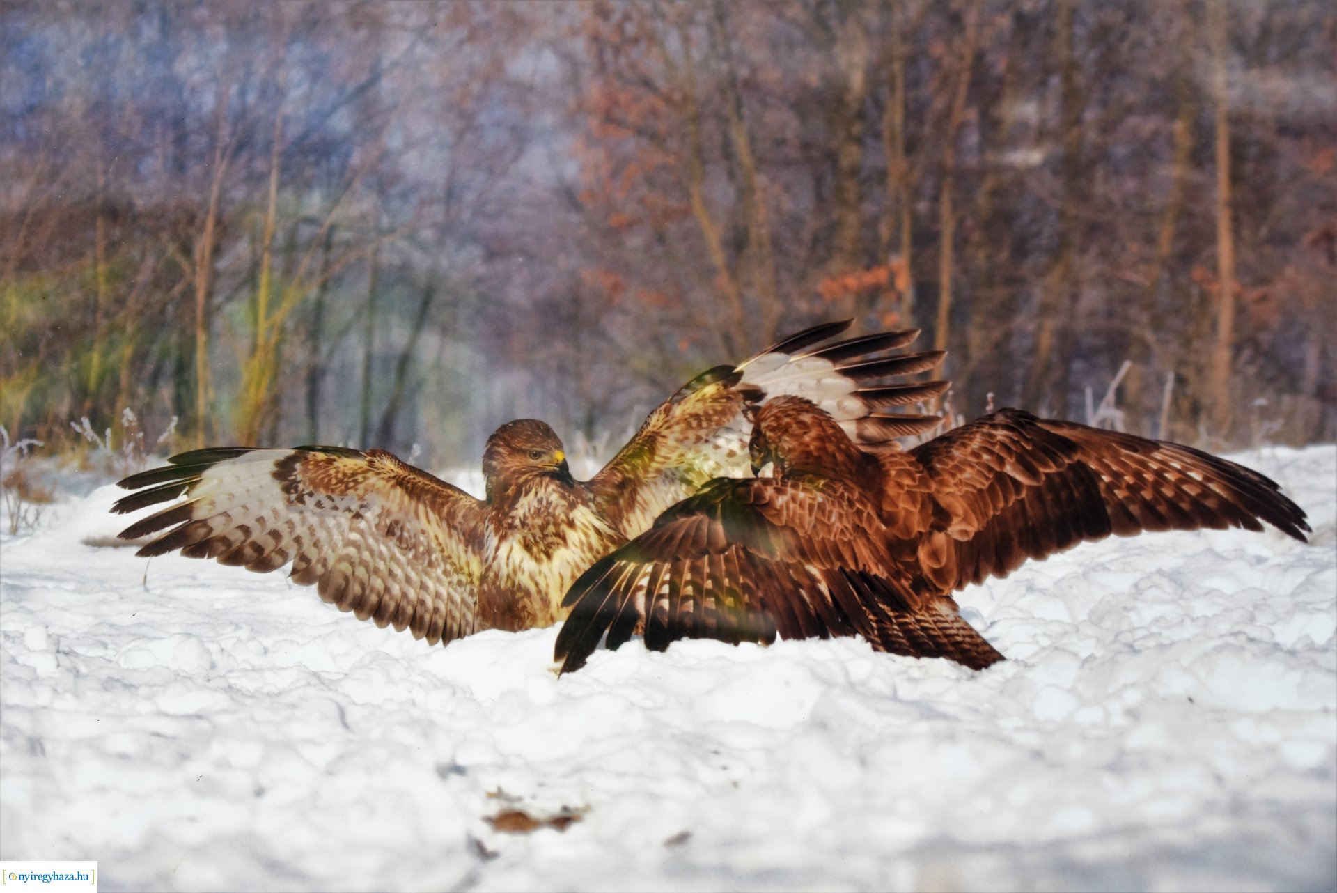 Madárlesen a Jászságban - kiállításmegnyitó a Nyírfa téri galérában
