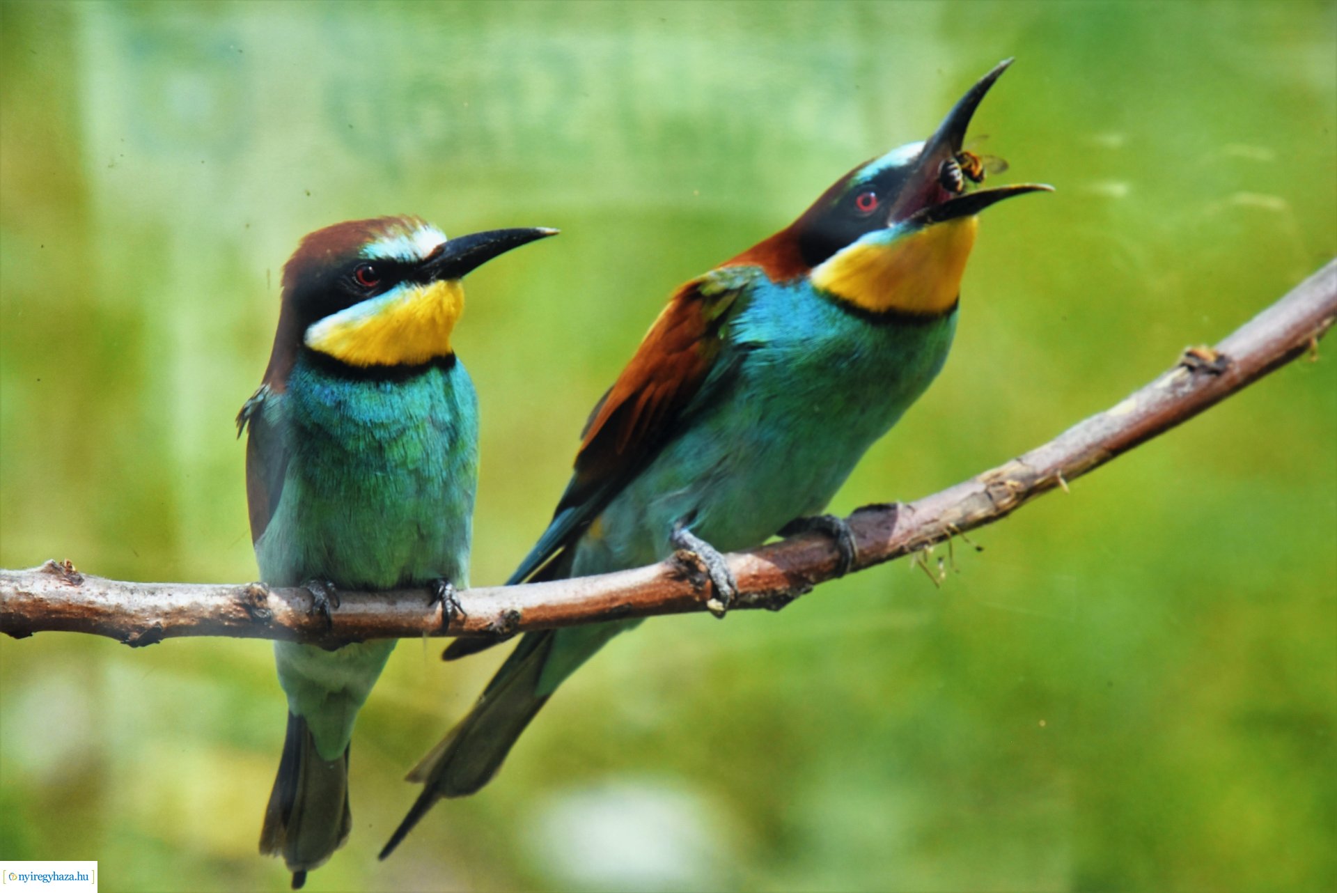 Madárlesen a Jászságban - kiállításmegnyitó a Nyírfa téri galérában