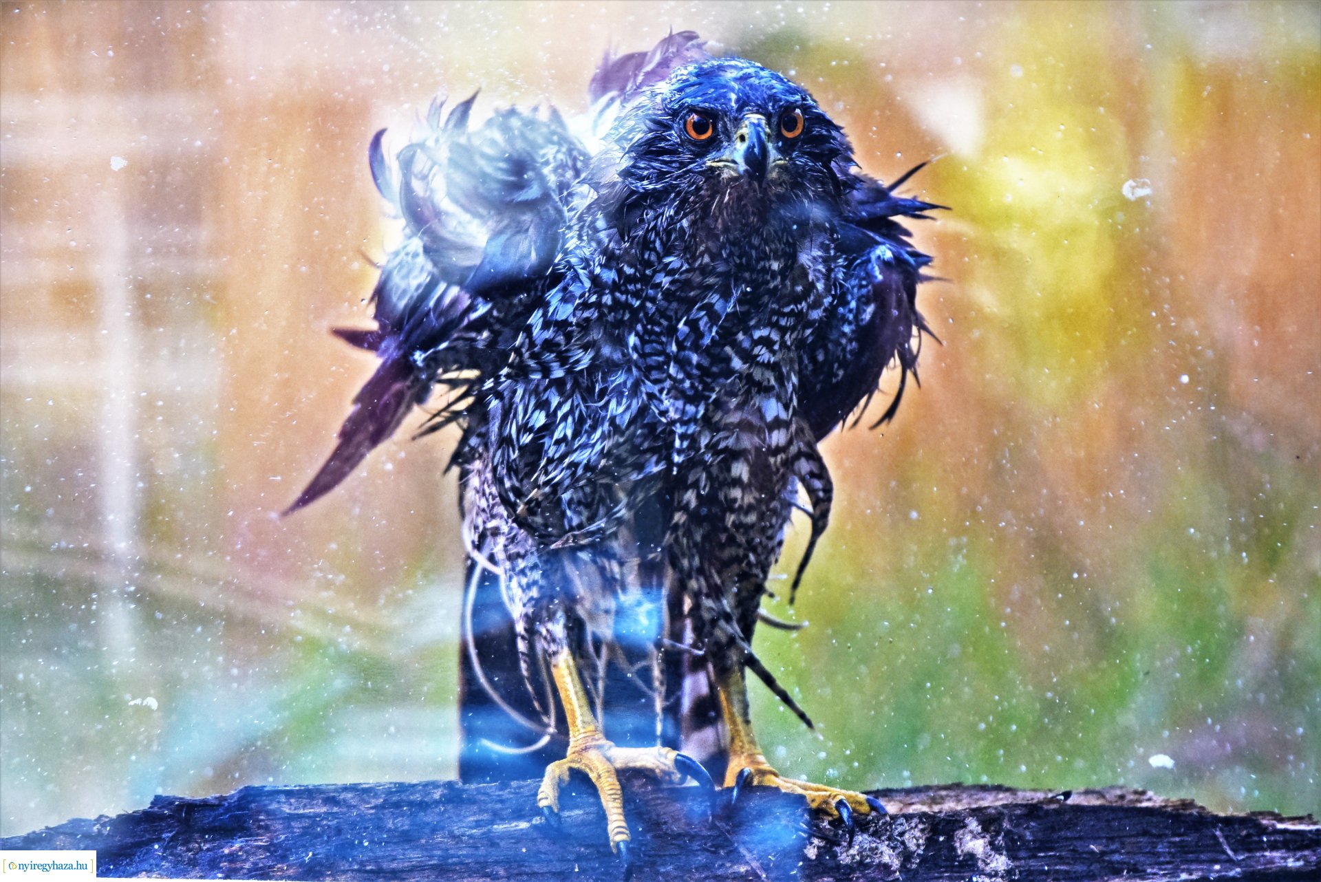 Madárlesen a Jászságban - kiállításmegnyitó a Nyírfa téri galérában