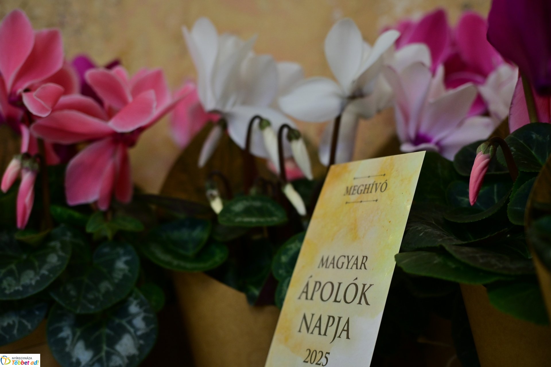 Magyar Ápolók Napja a Megyeházán - 2025