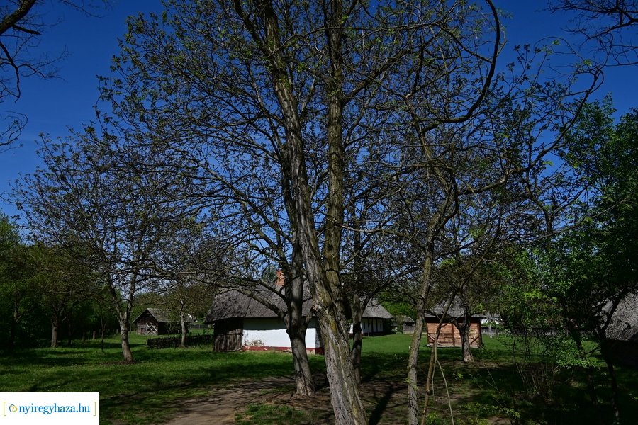 Mandala Nyár 2024 beharangozó