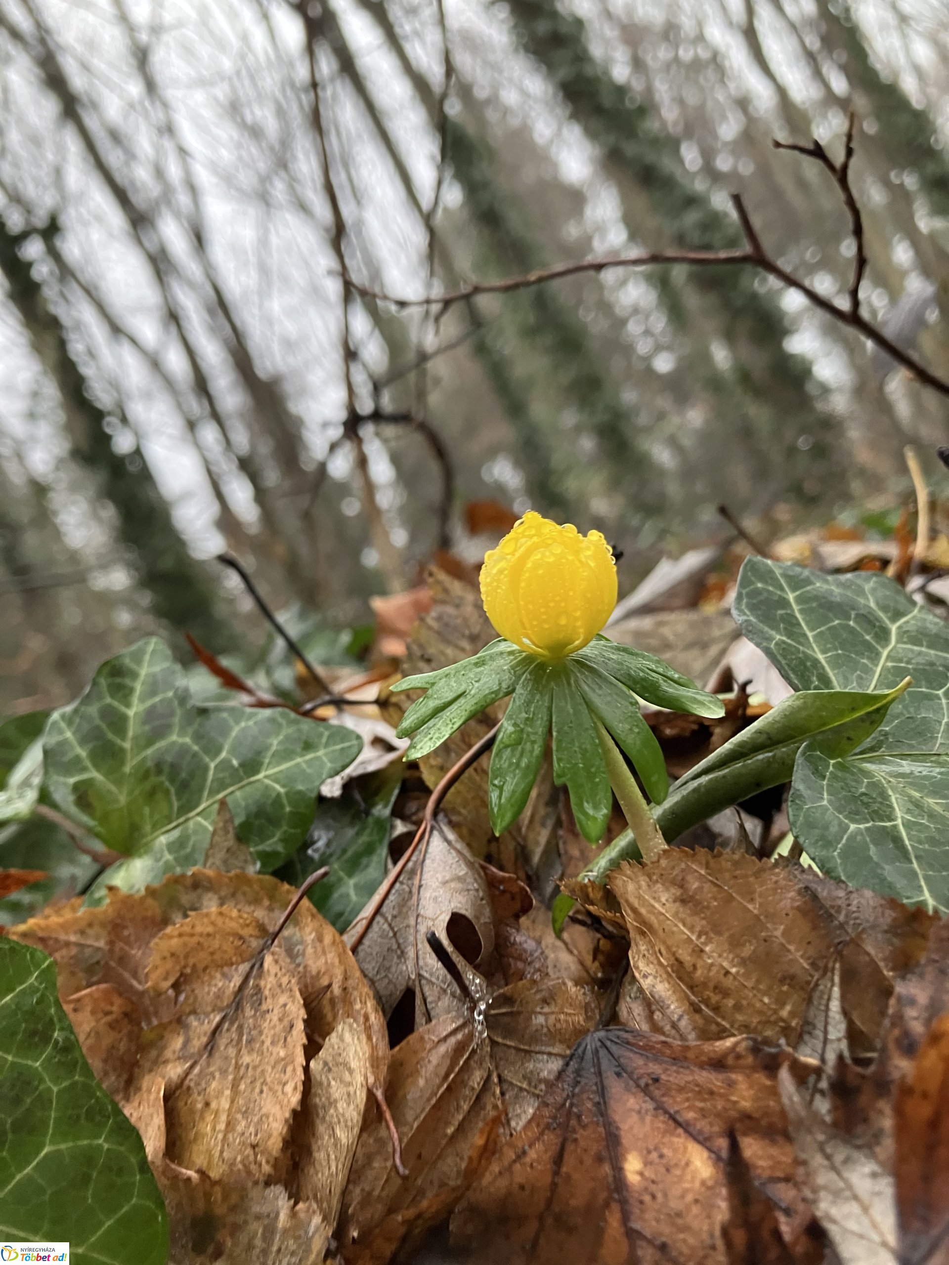 Már nyílnak a korai virágok