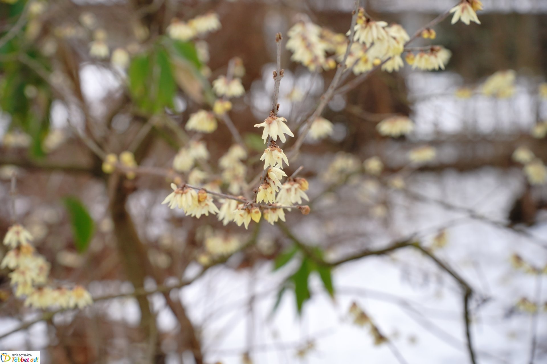 Már nyílnak a korai virágok
