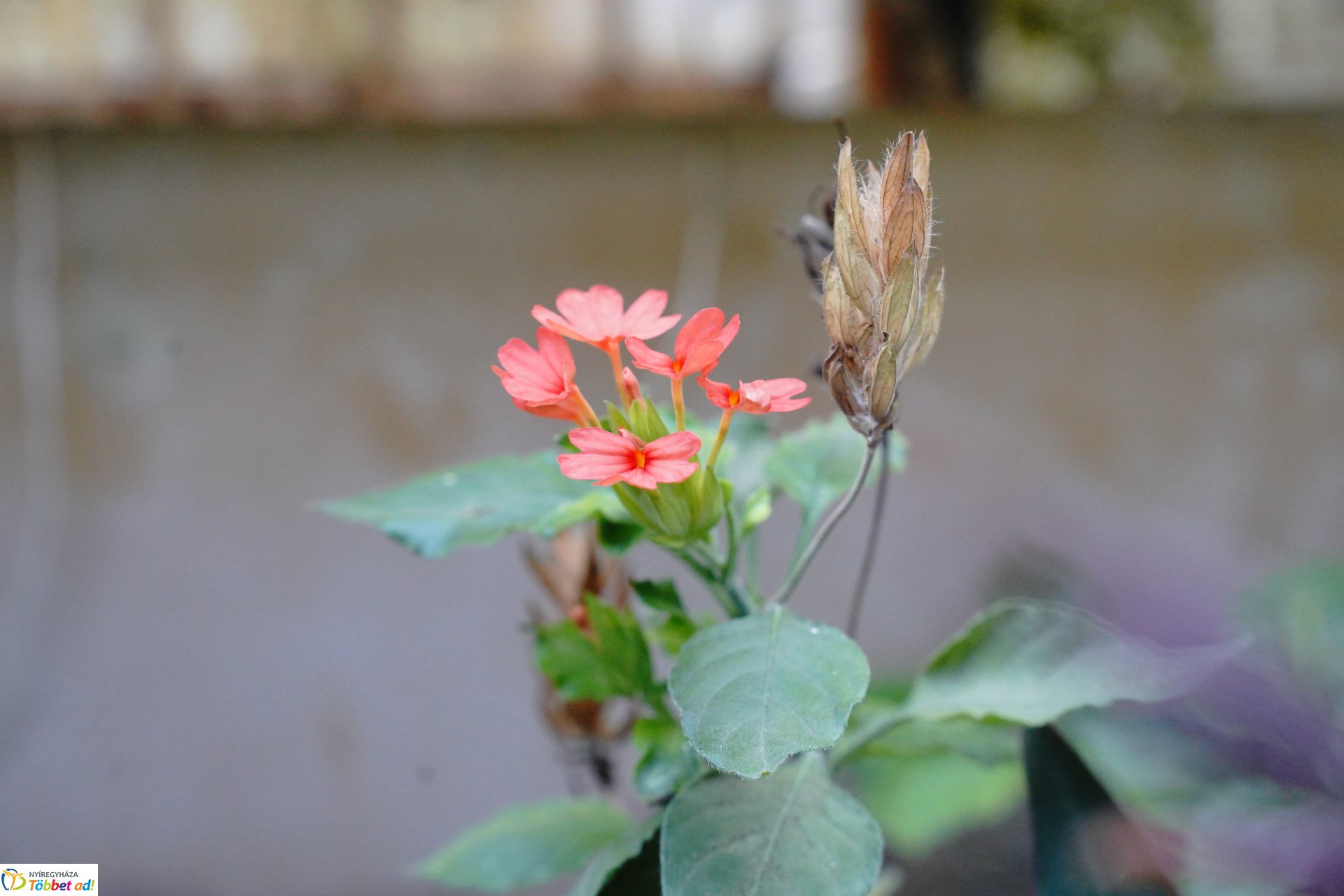 Már nyílnak a korai virágok