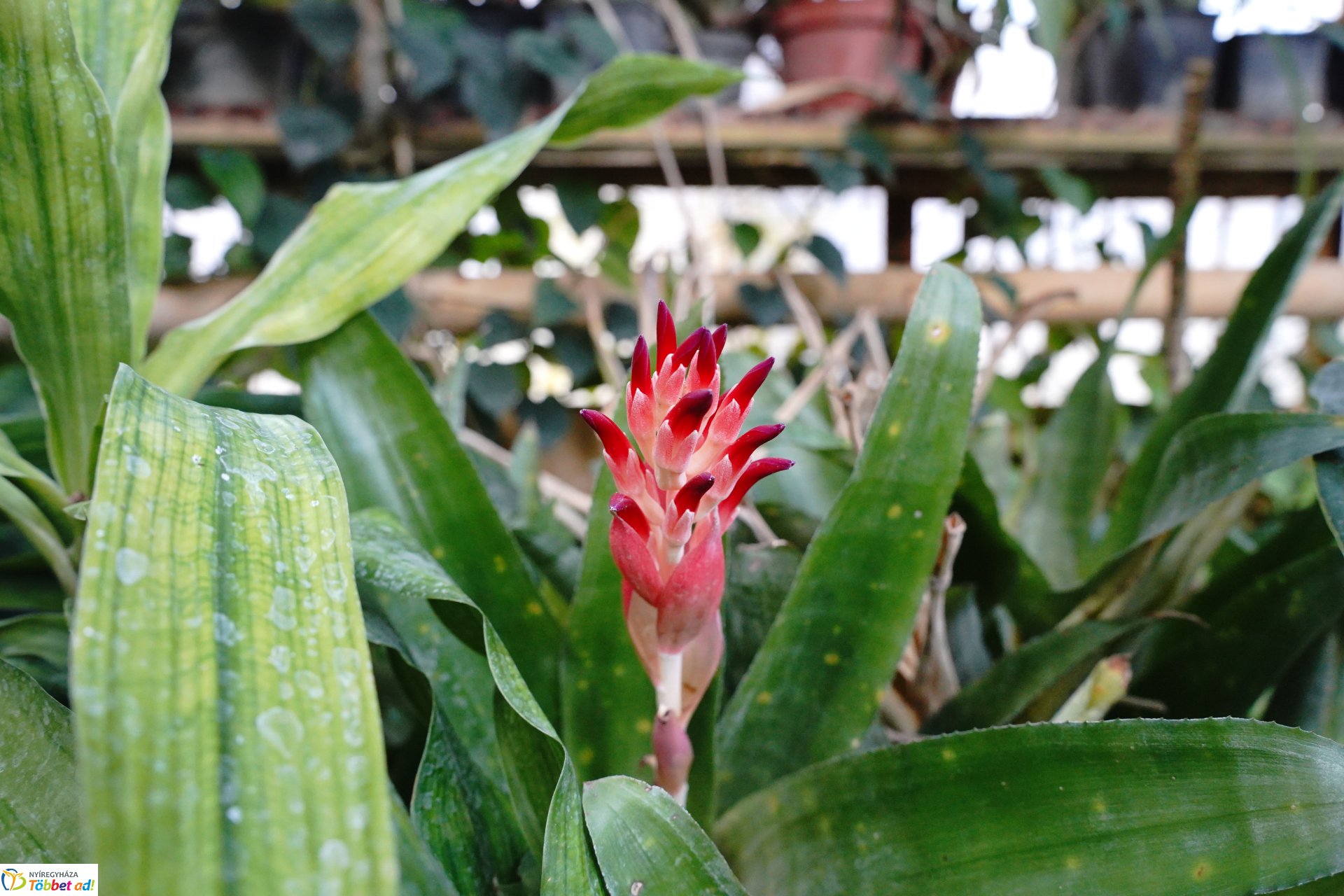 Már nyílnak a korai virágok