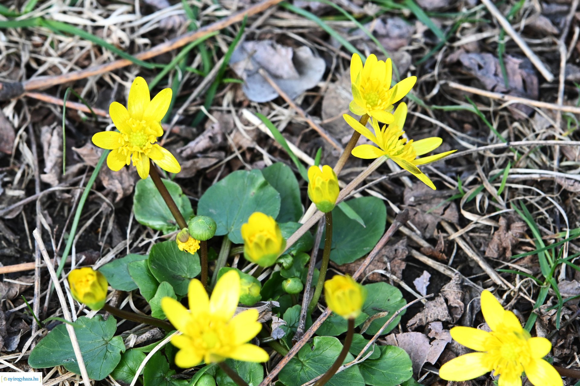 Márciusi séta Sóstón