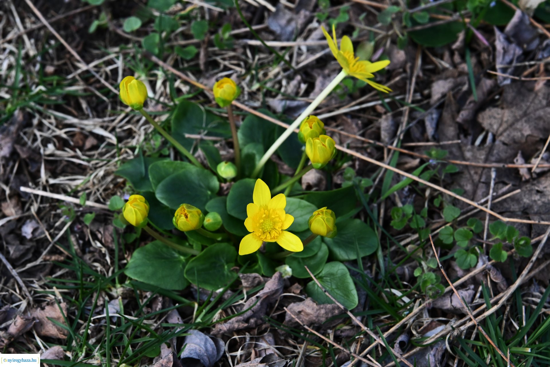 Márciusi séta Sóstón