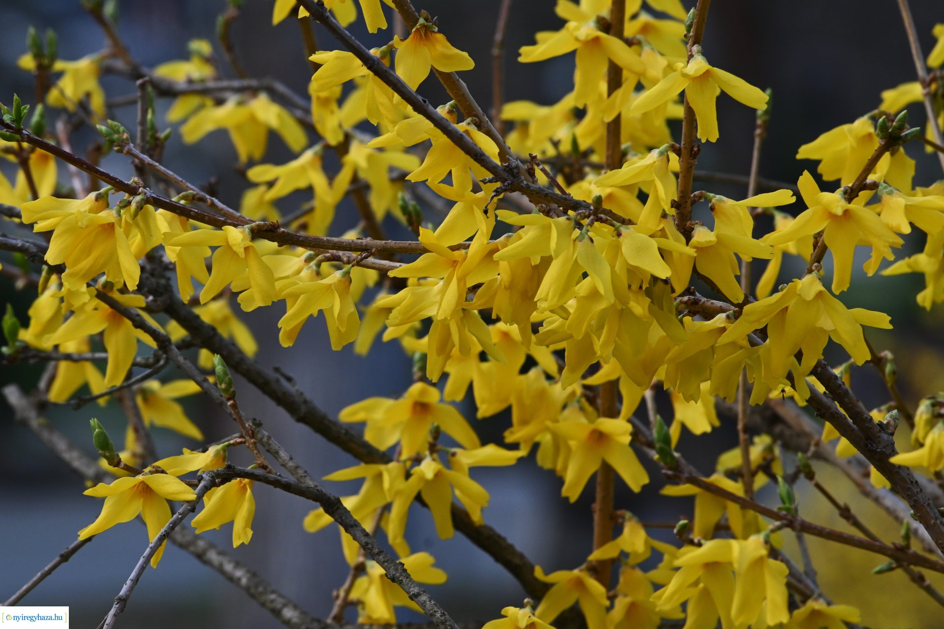 Márciusi séta Sóstón