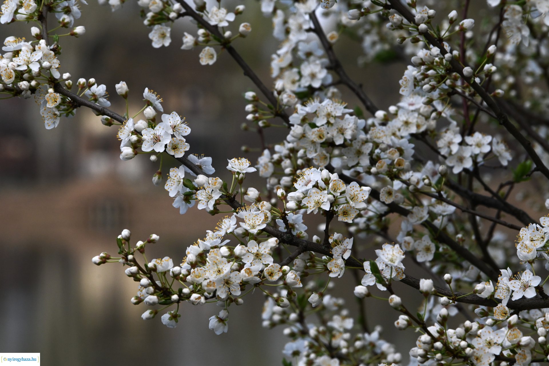 Márciusi séta Sóstón