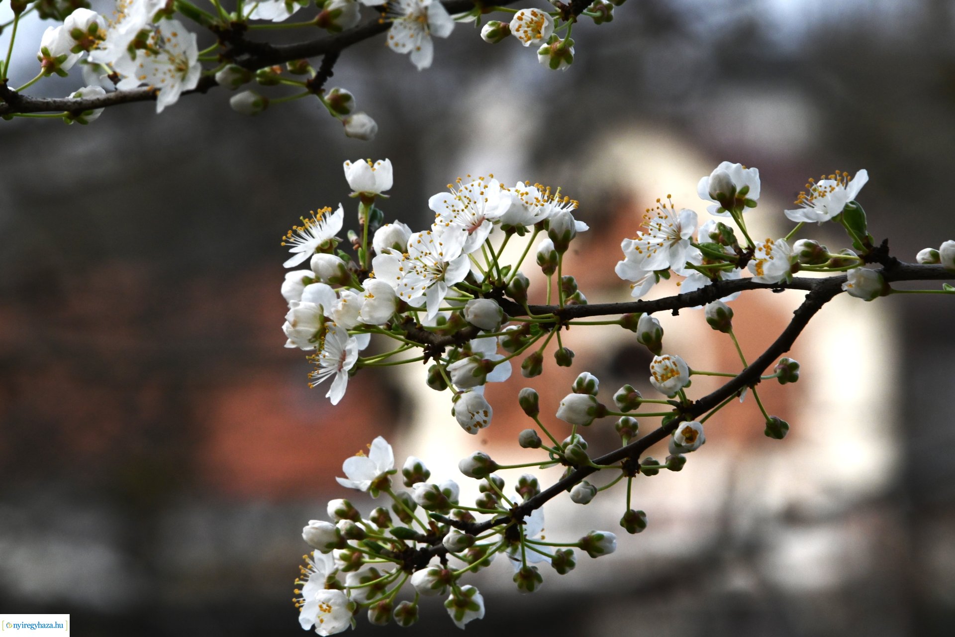 Márciusi séta Sóstón