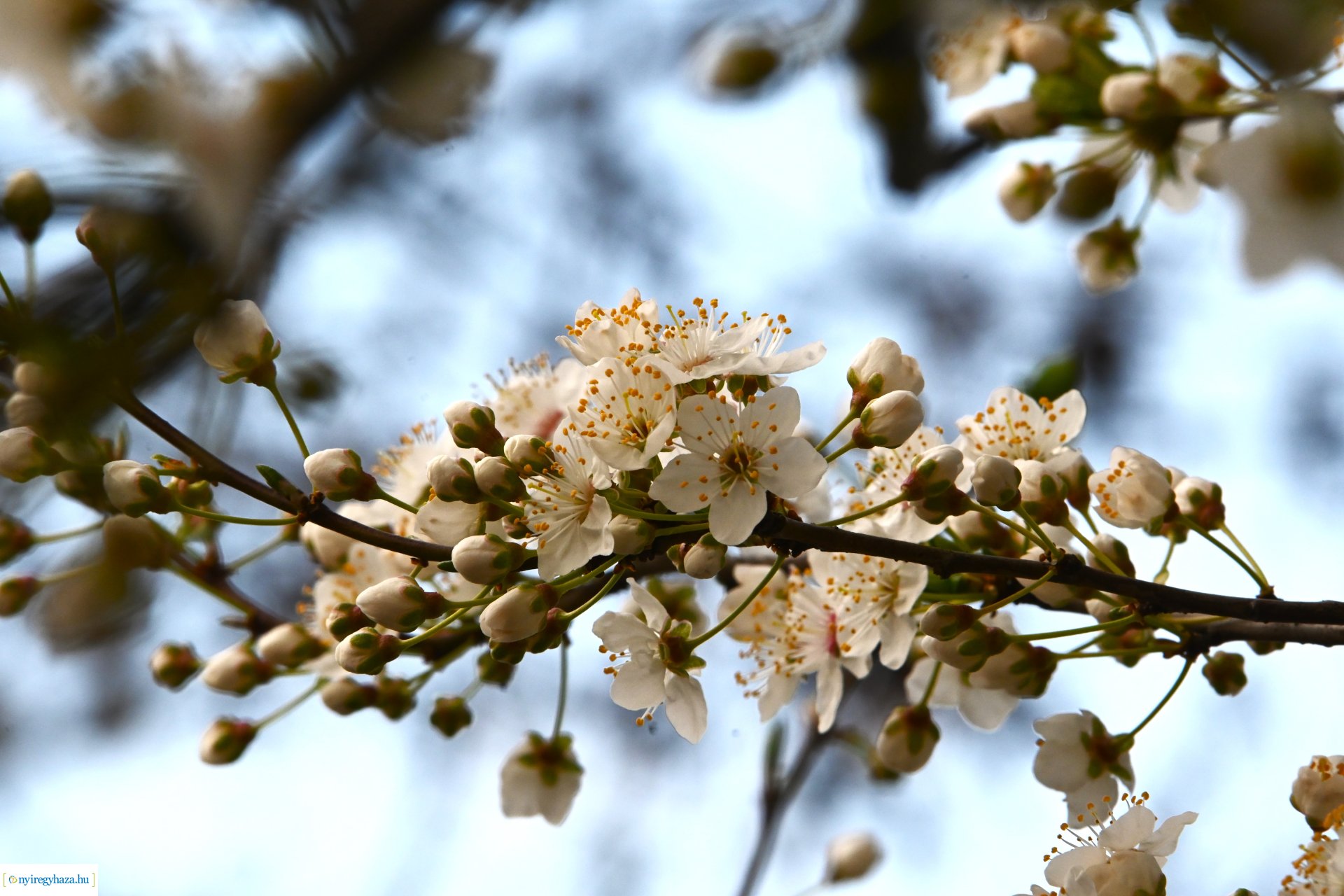 Márciusi séta Sóstón