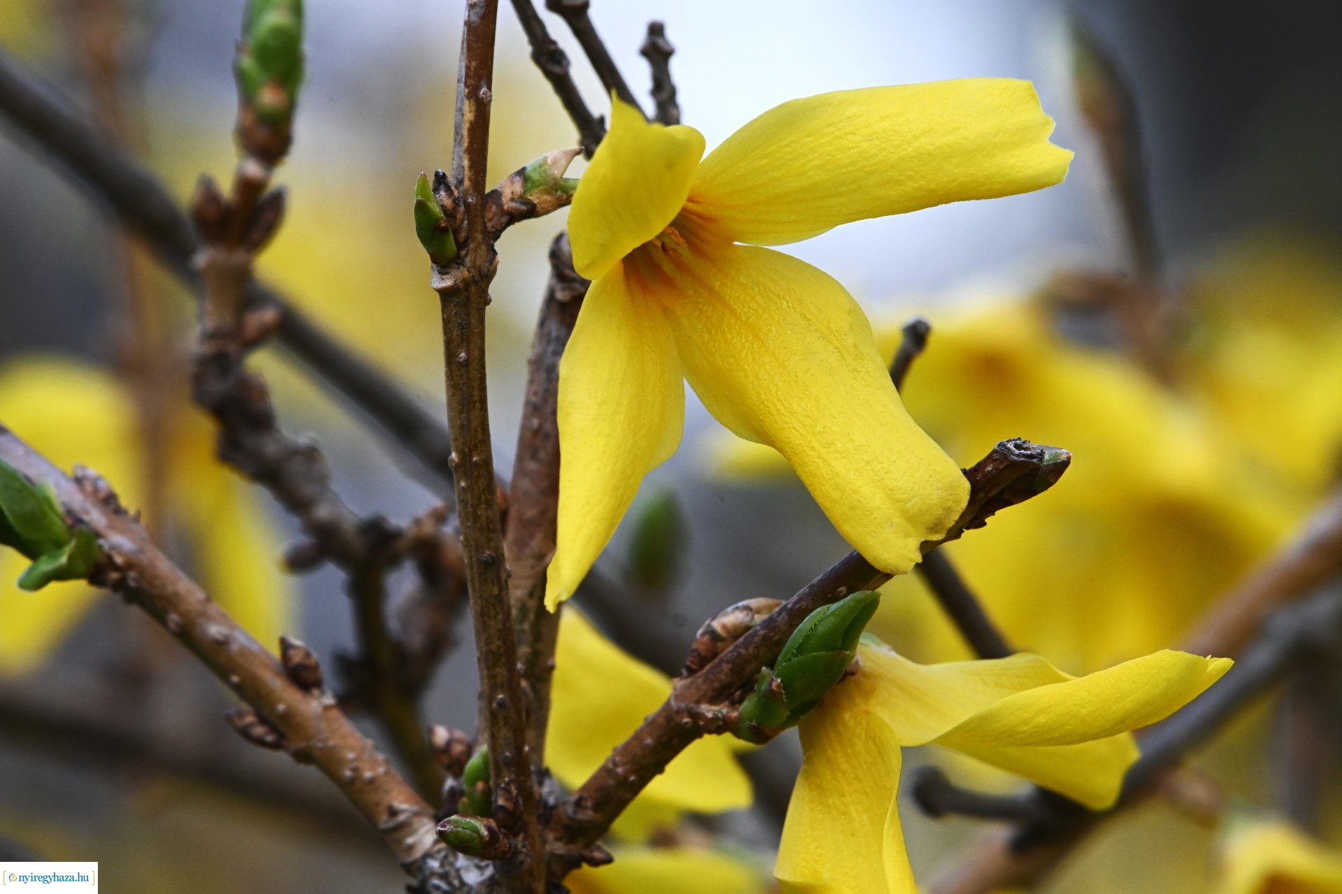 Márciusi séta Sóstón