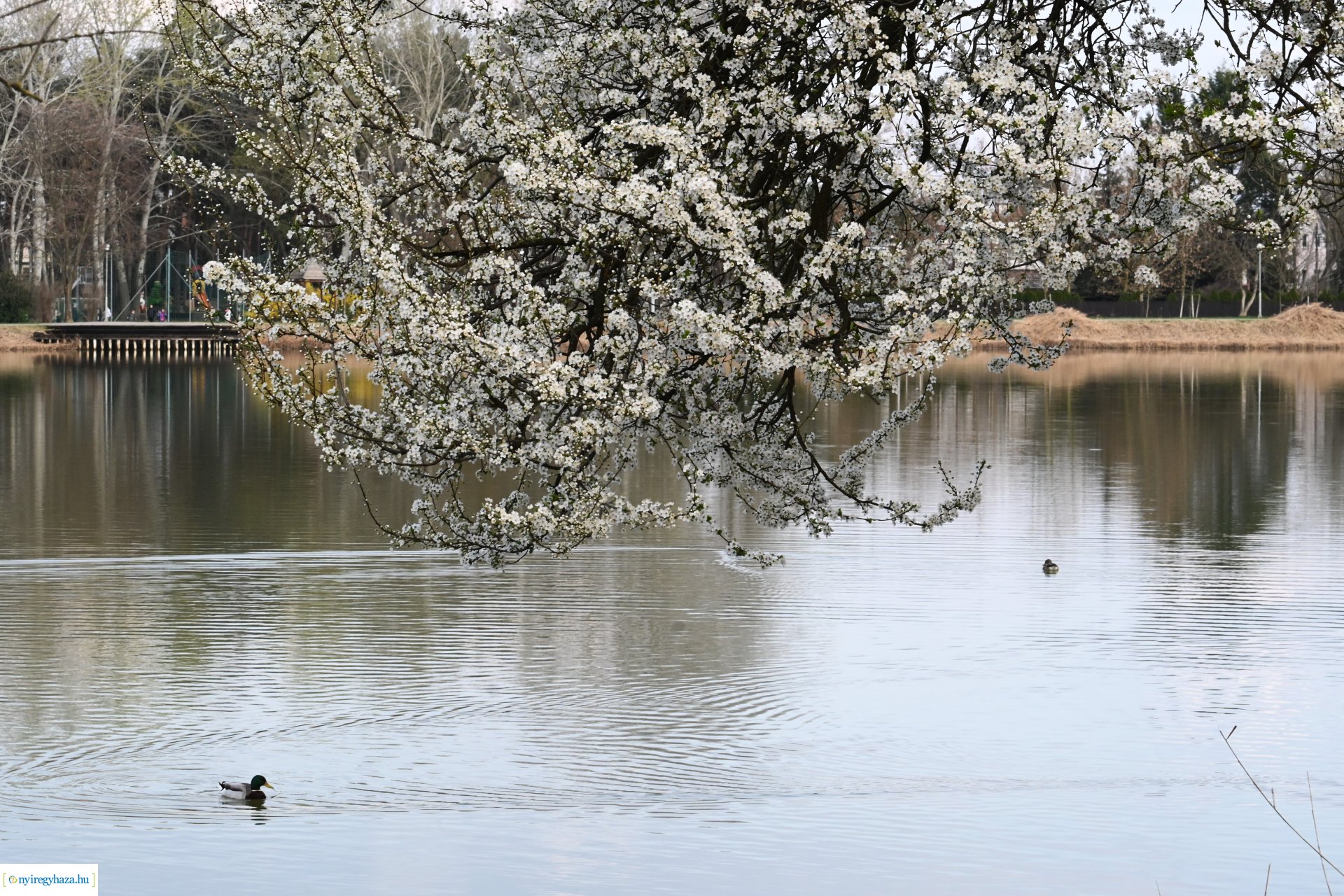 Márciusi séta Sóstón