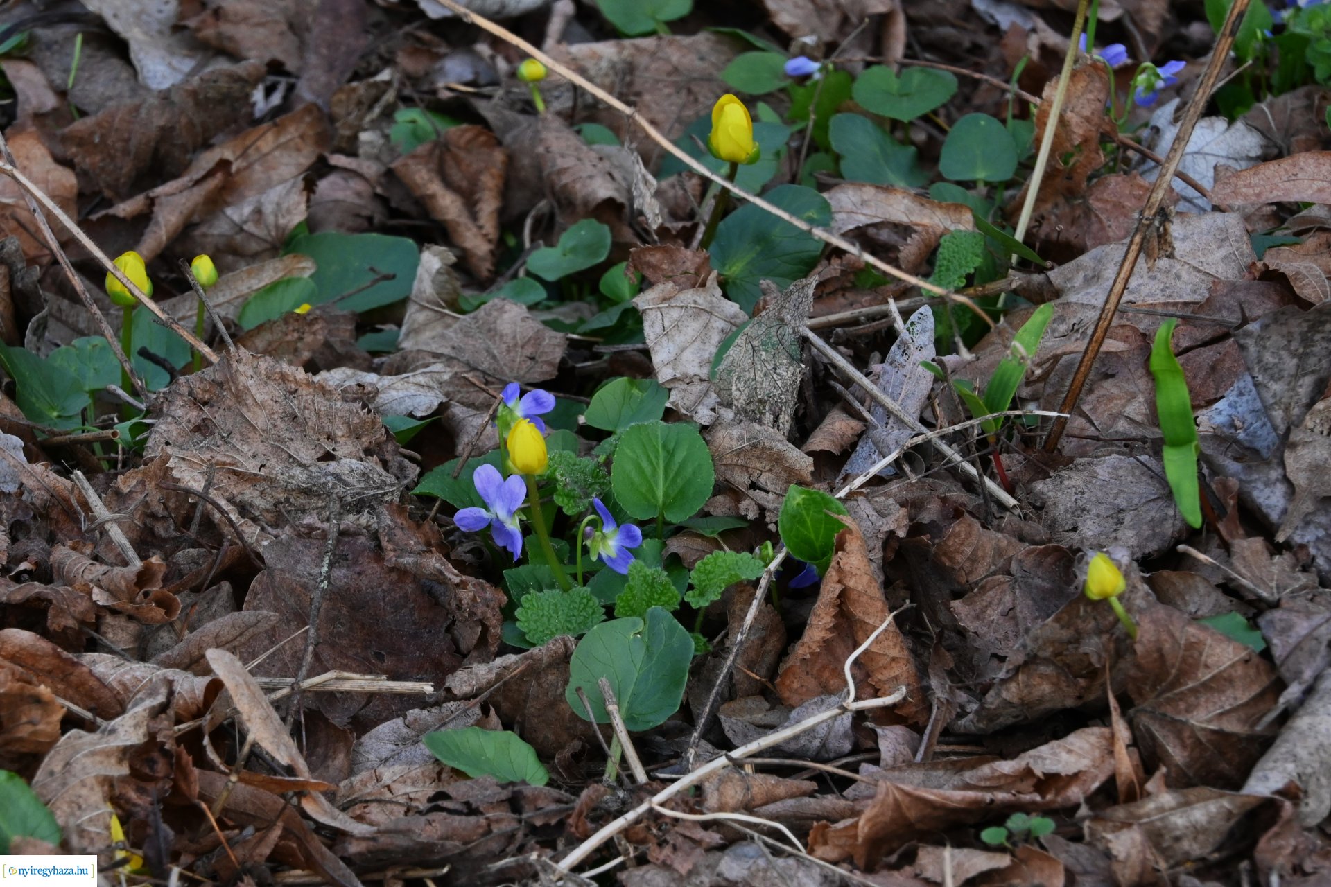Márciusi séta Sóstón