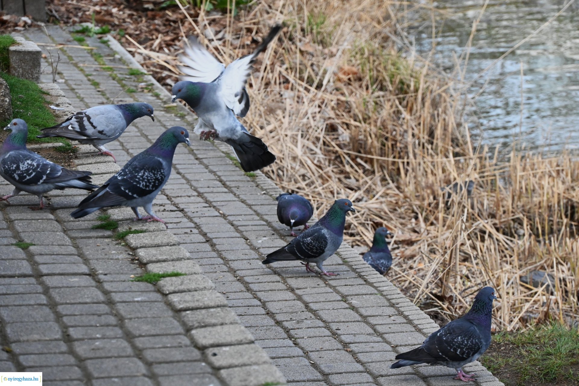 Márciusi séta Sóstón