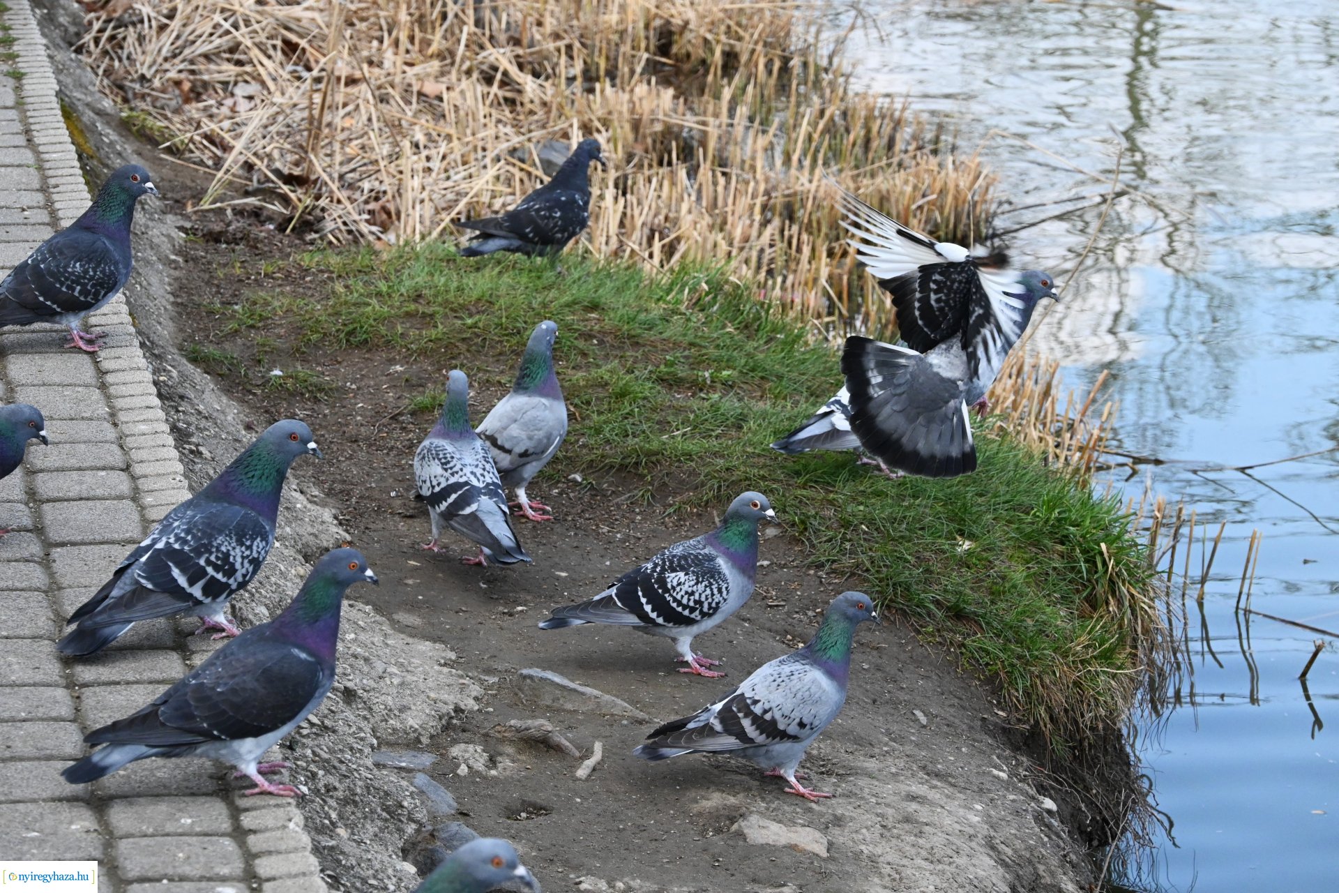 Márciusi séta Sóstón