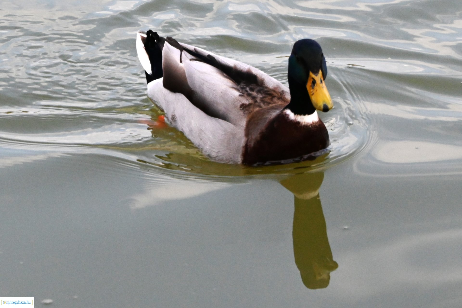 Márciusi séta Sóstón