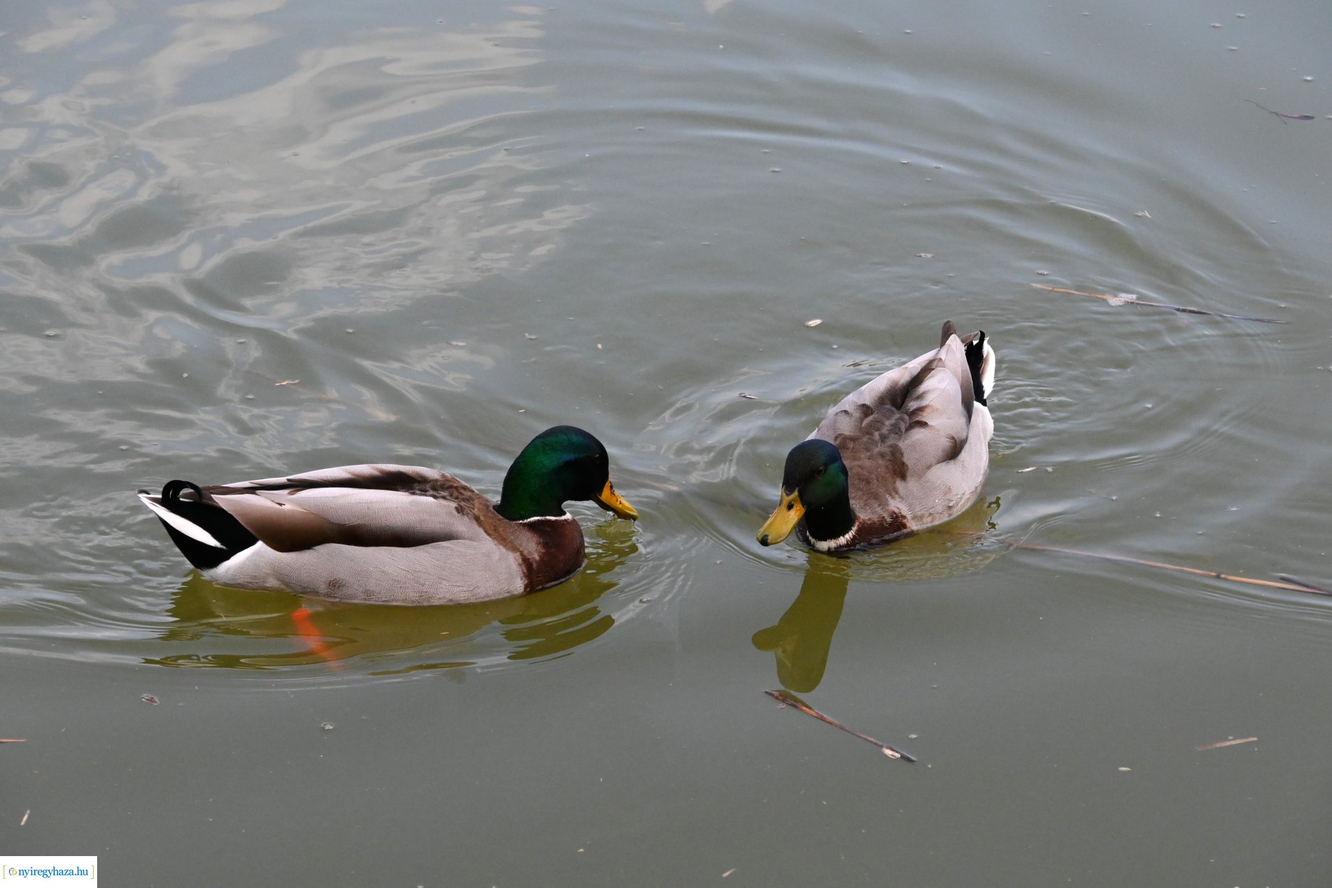 Márciusi séta Sóstón