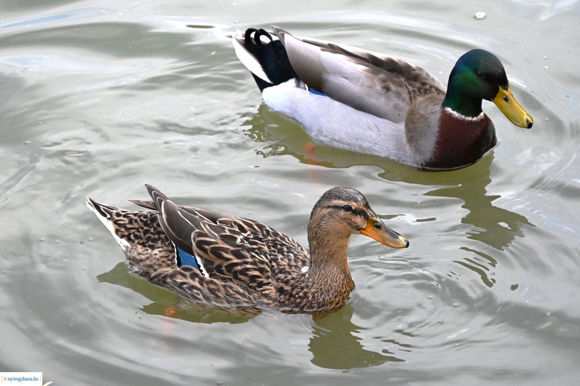 Márciusi séta Sóstón