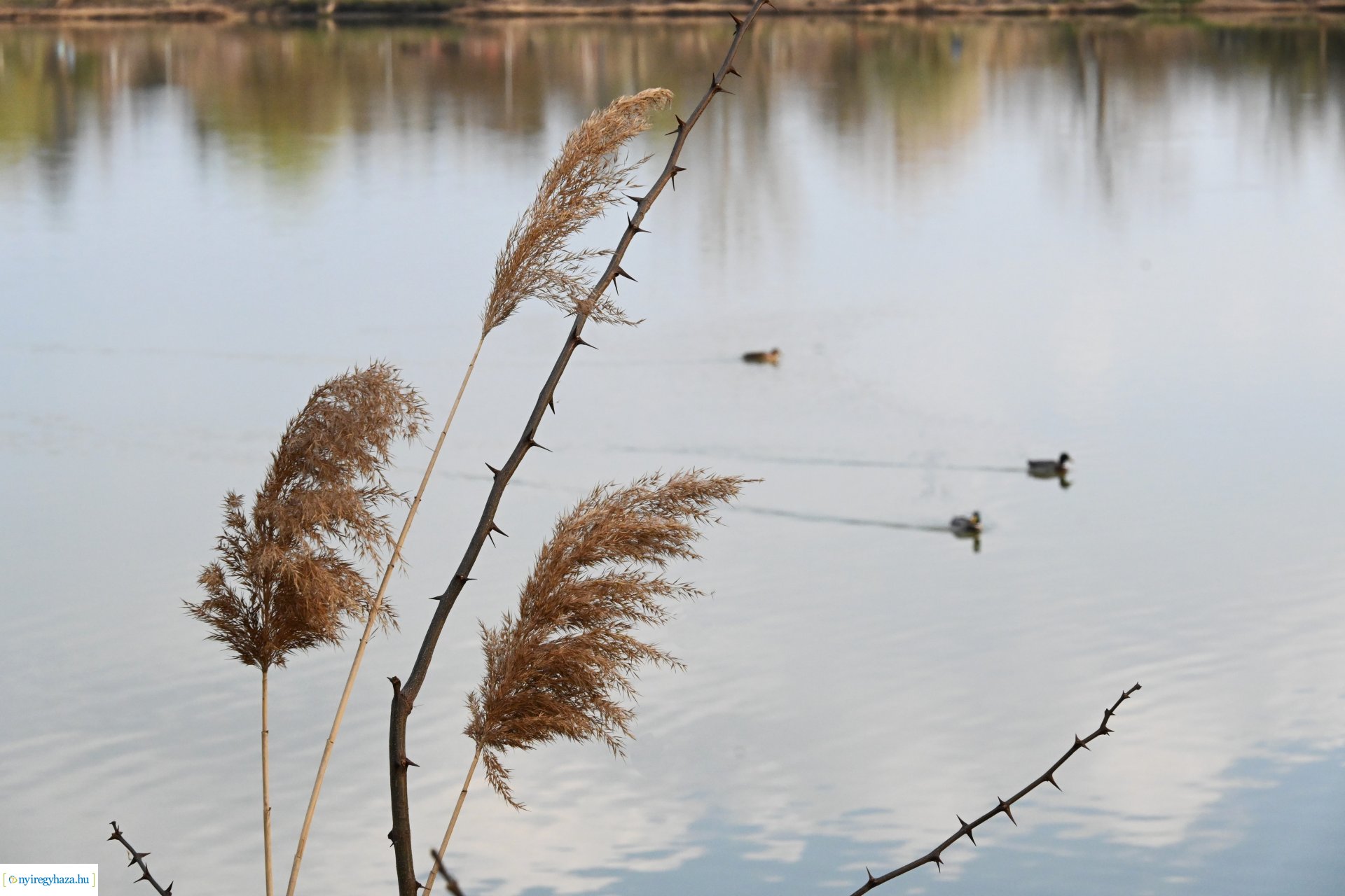 Márciusi séta Sóstón