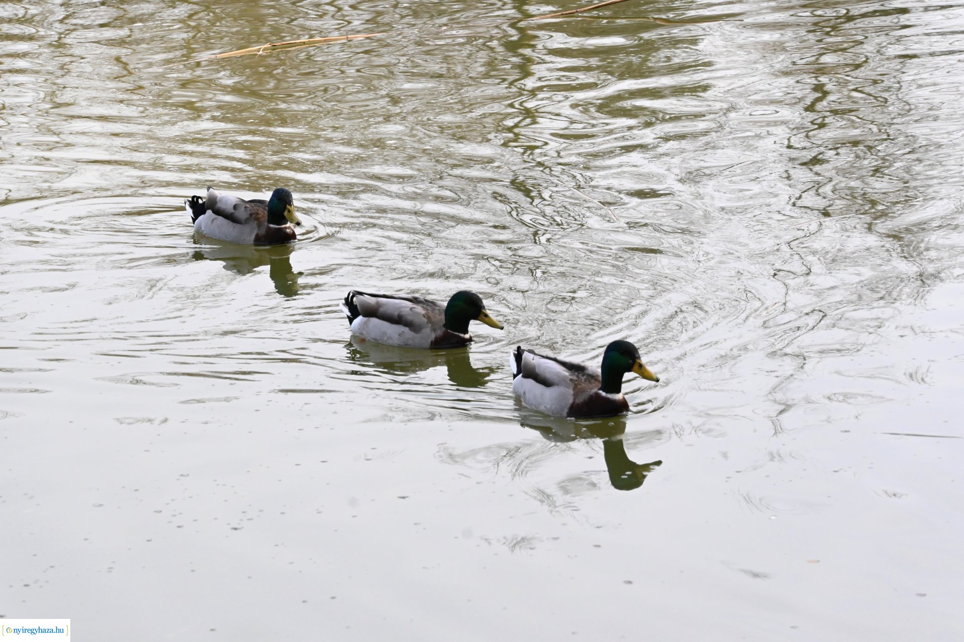 Márciusi séta Sóstón