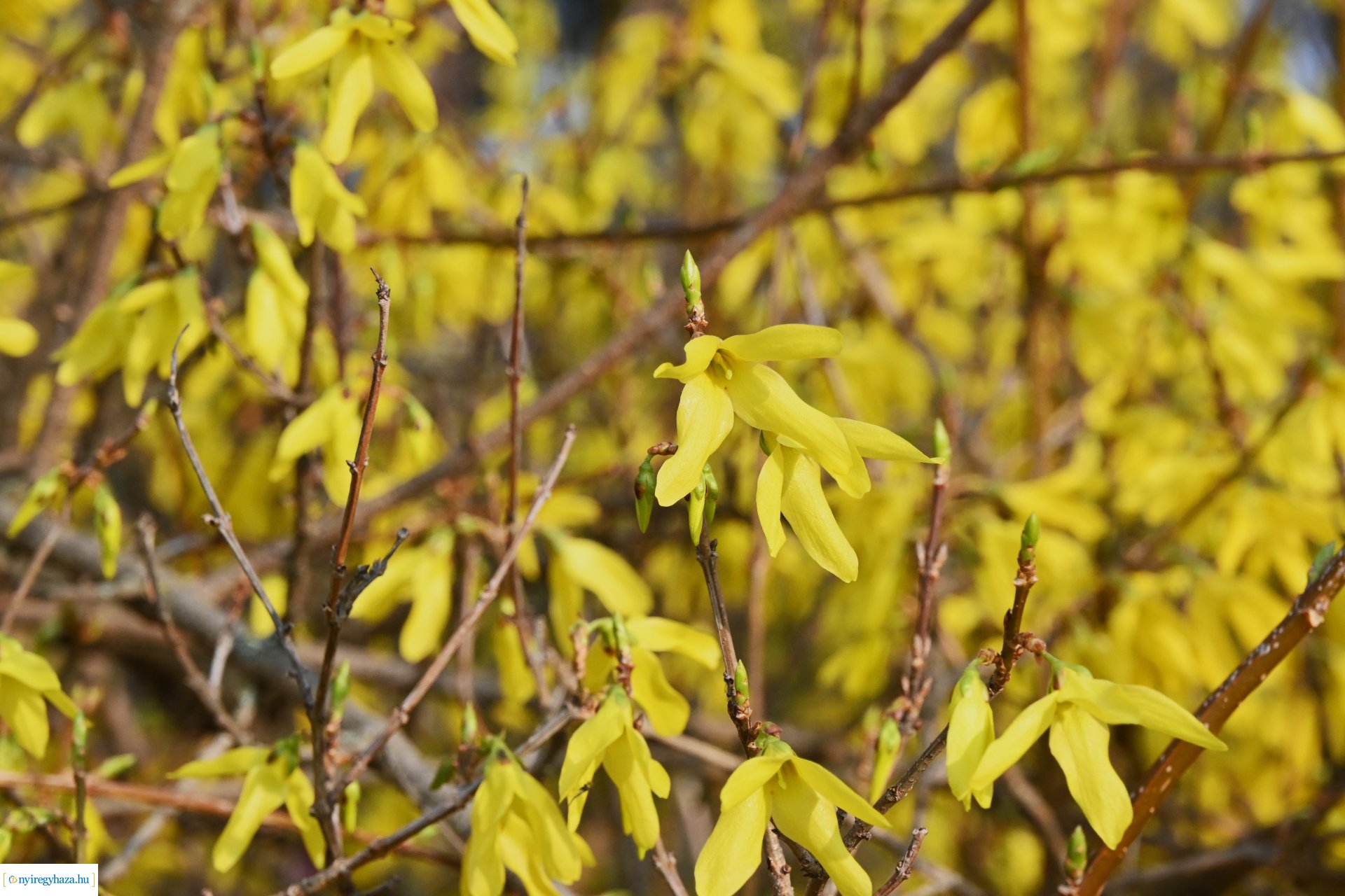 Márciusi séta Sóstón