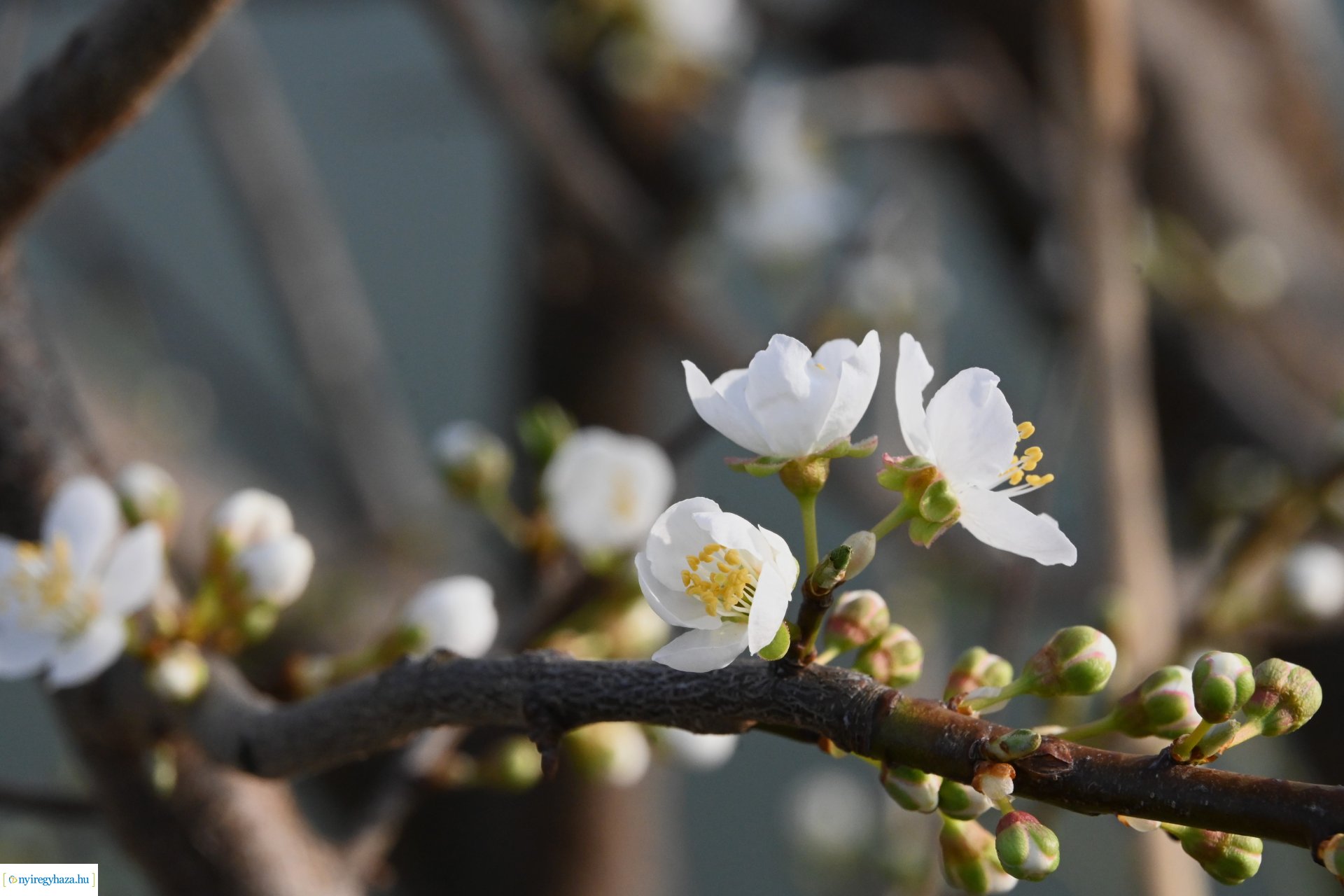 Márciusi séta Sóstón