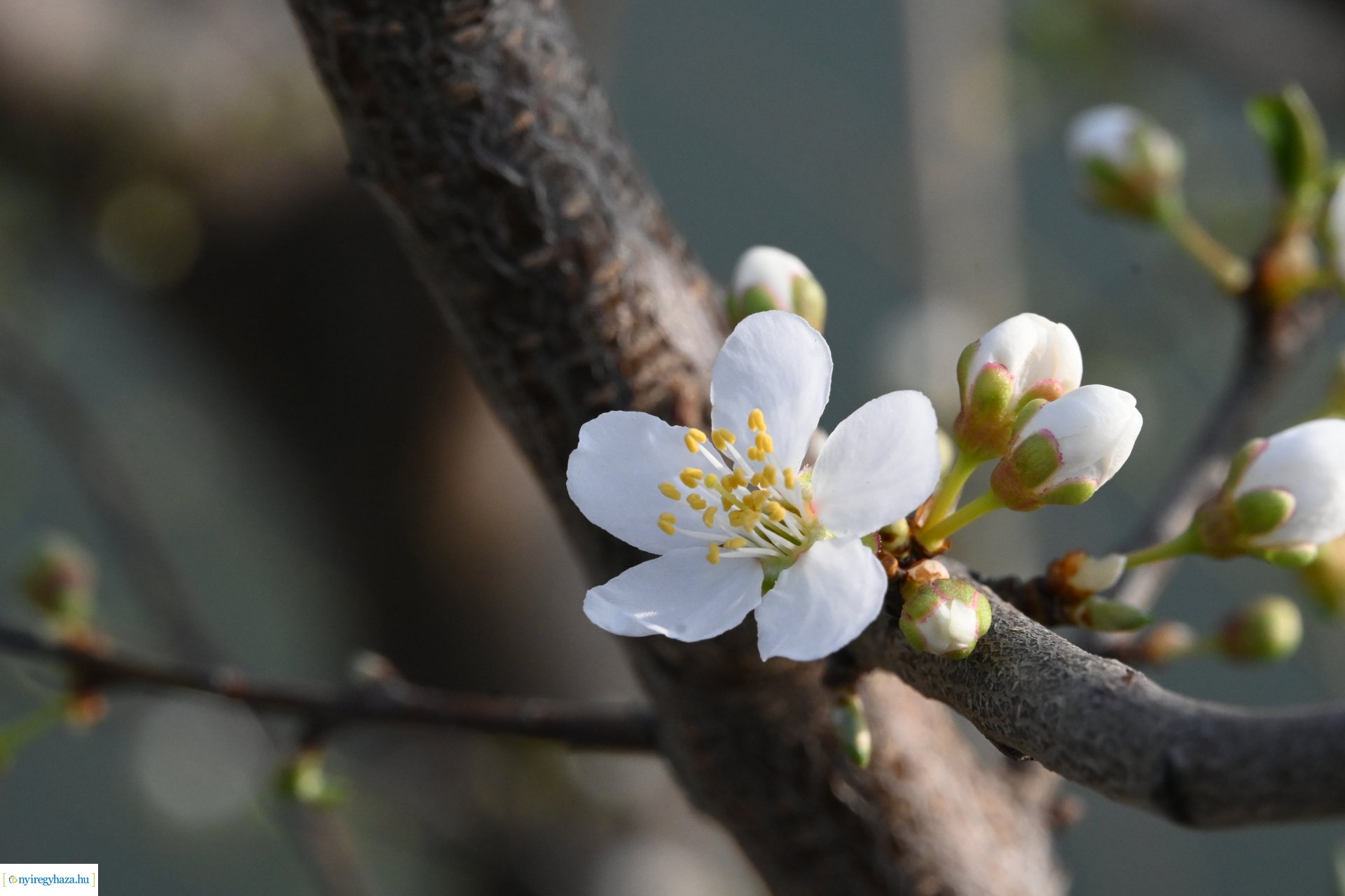 Márciusi séta Sóstón