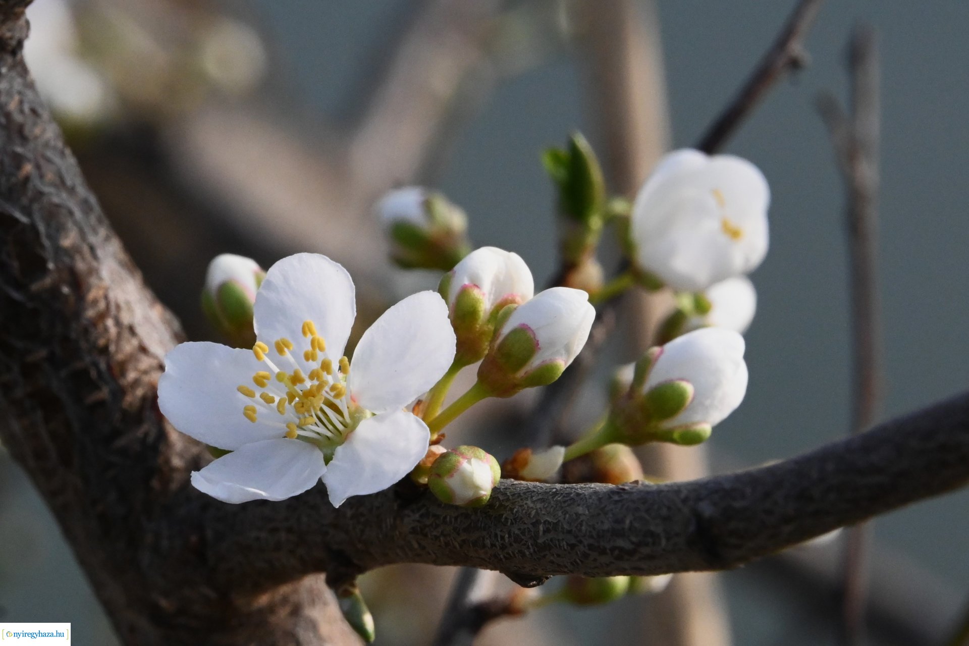 Márciusi séta Sóstón