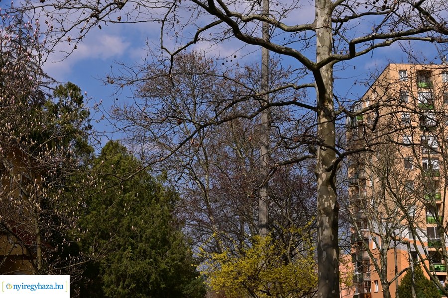 Márciusi tavasz a Jósavárosban 2024
