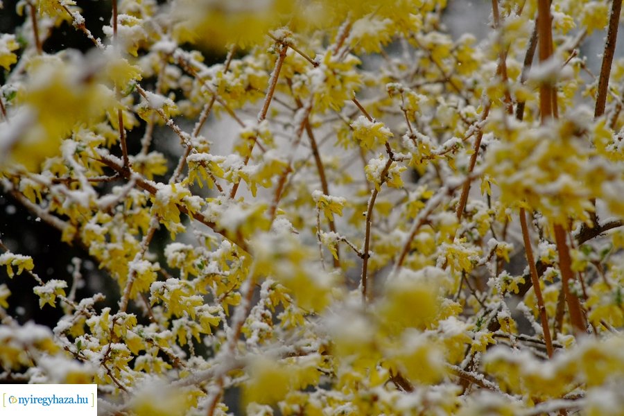 Márciusi tréfa 20230328