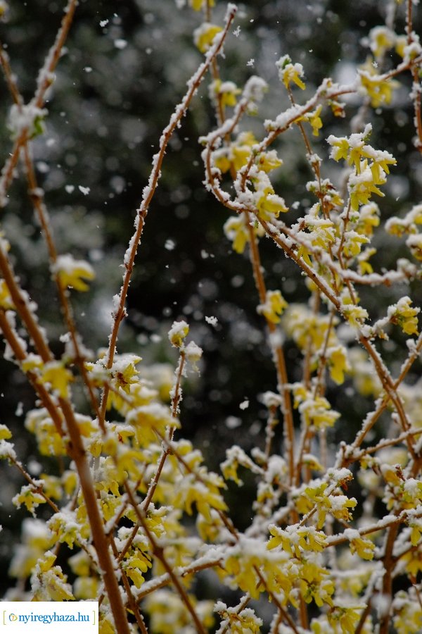 Márciusi tréfa 20230328