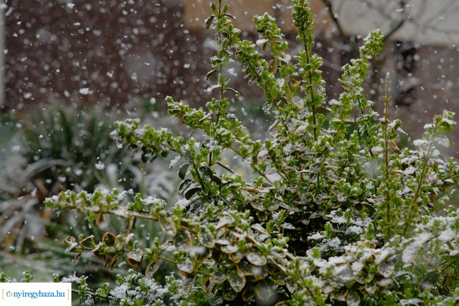 Márciusi tréfa 20230328