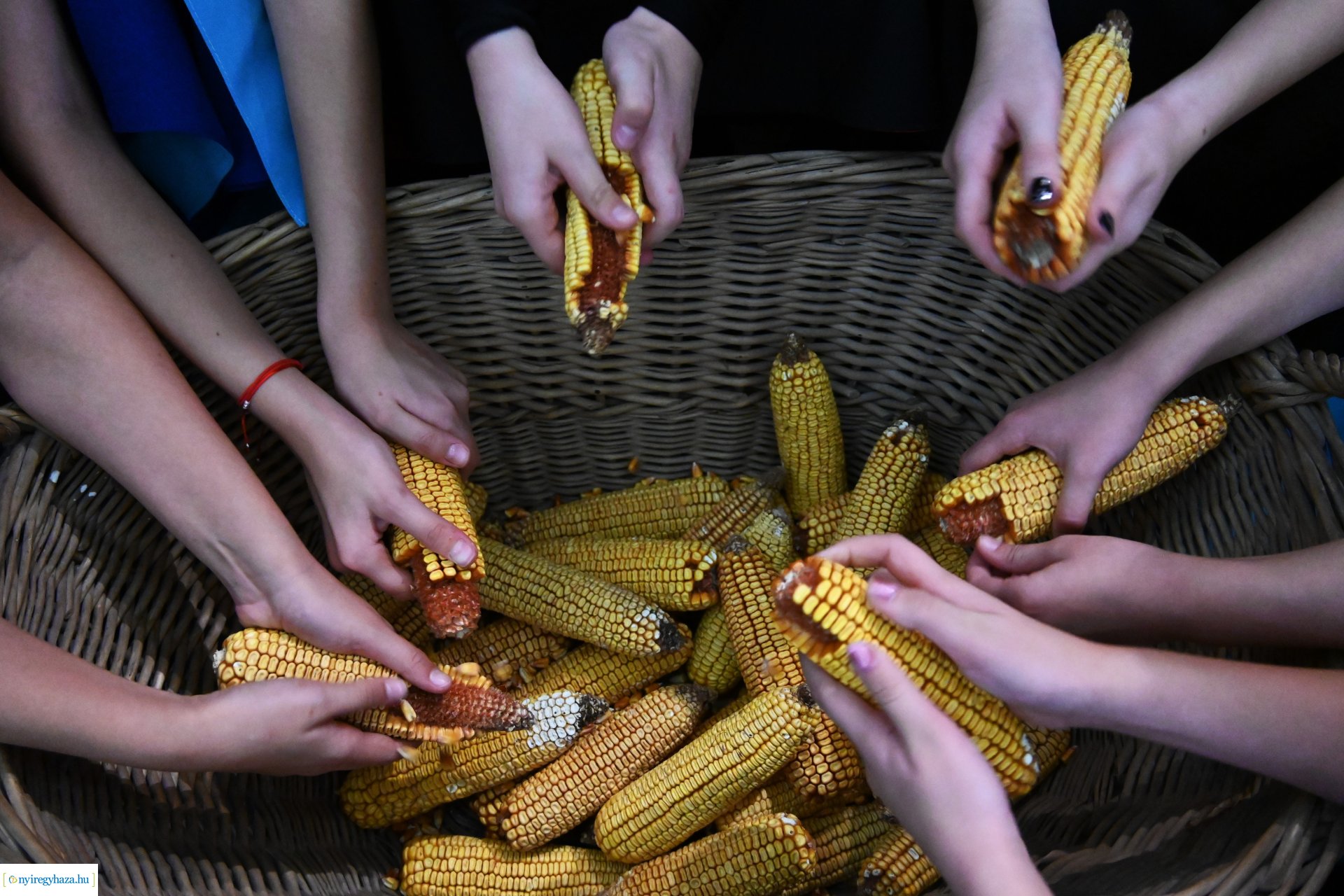 Márton nap a Kölyökvárban