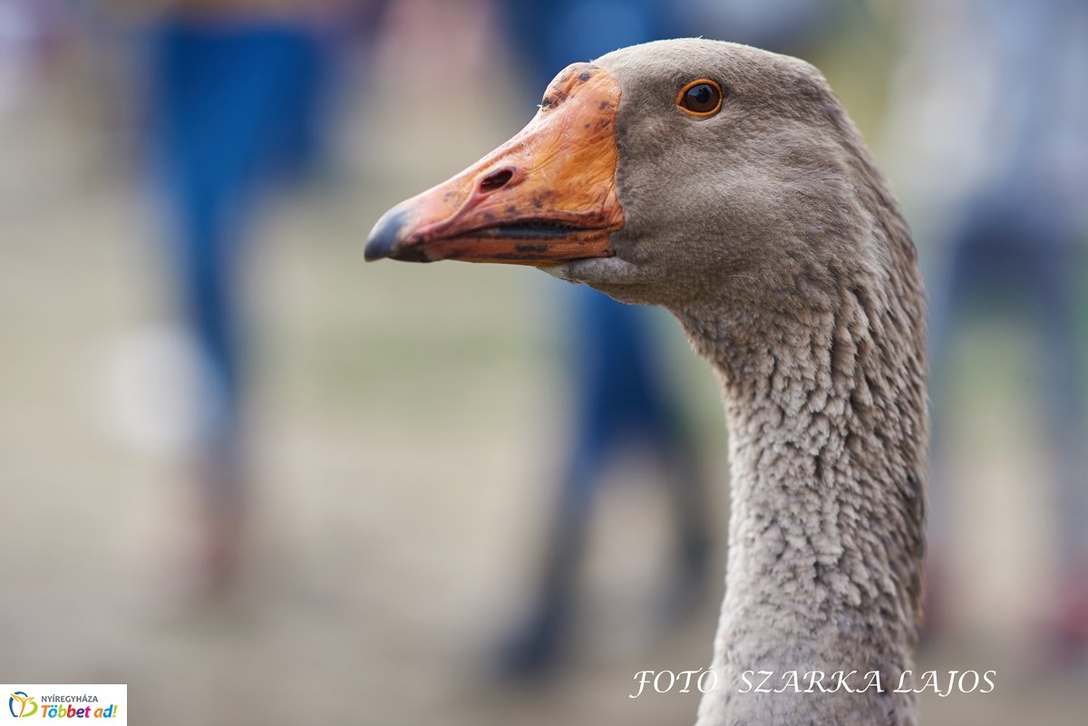 Márton-napi vigasságok 2019