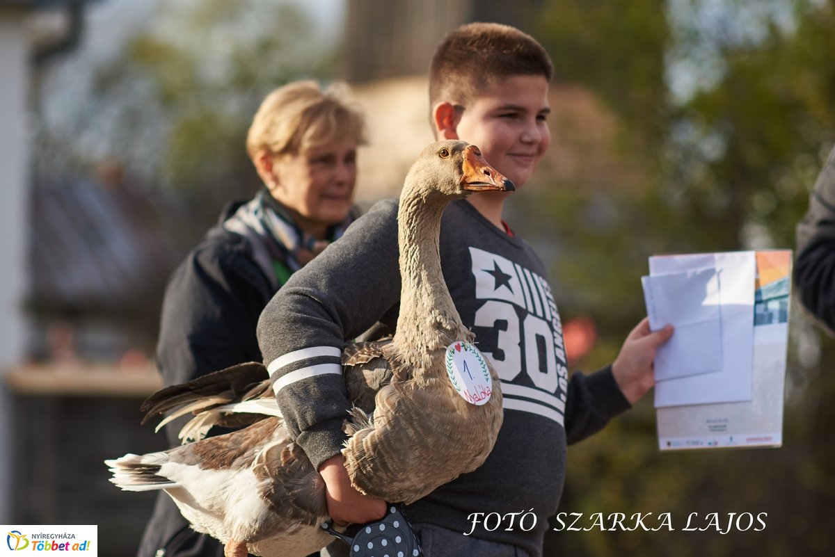 Márton-napi vigasságok 2019