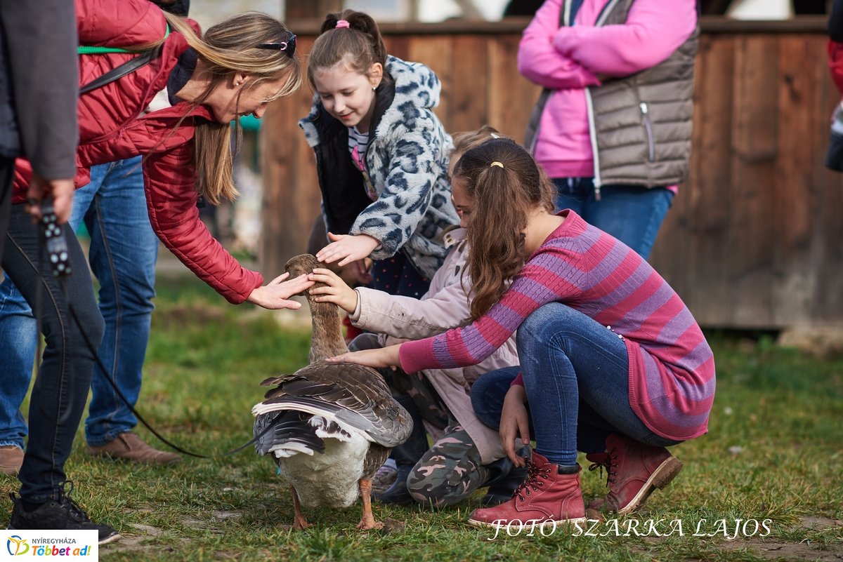 Márton-napi vigasságok 2019