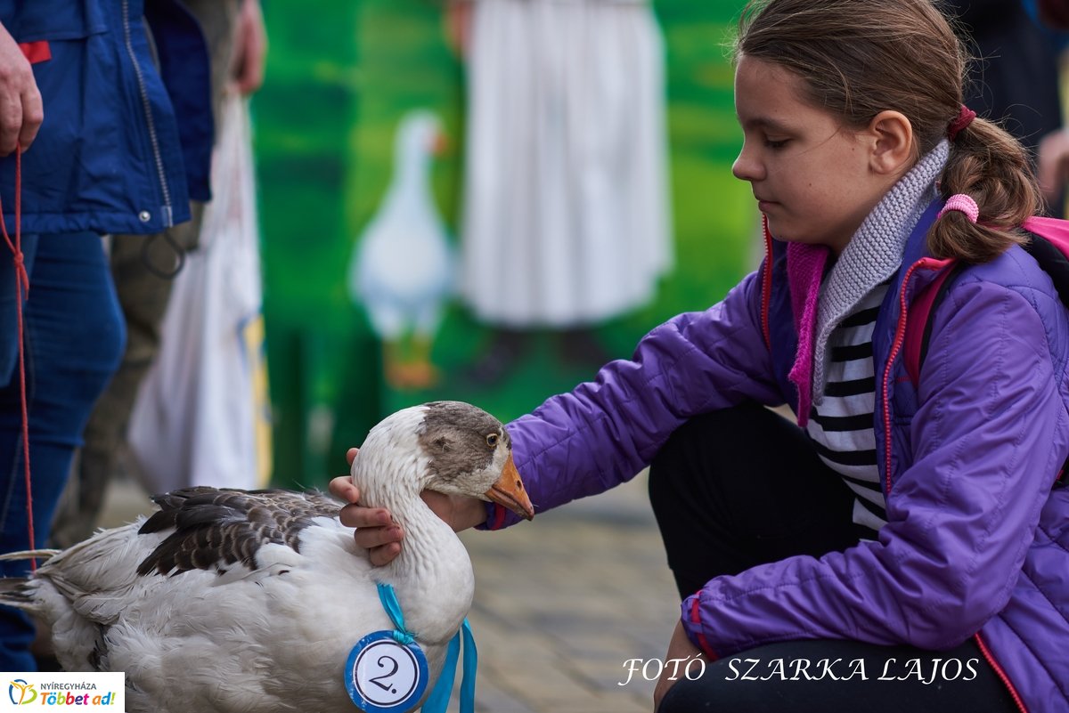 Márton-napi vigasságok 2019