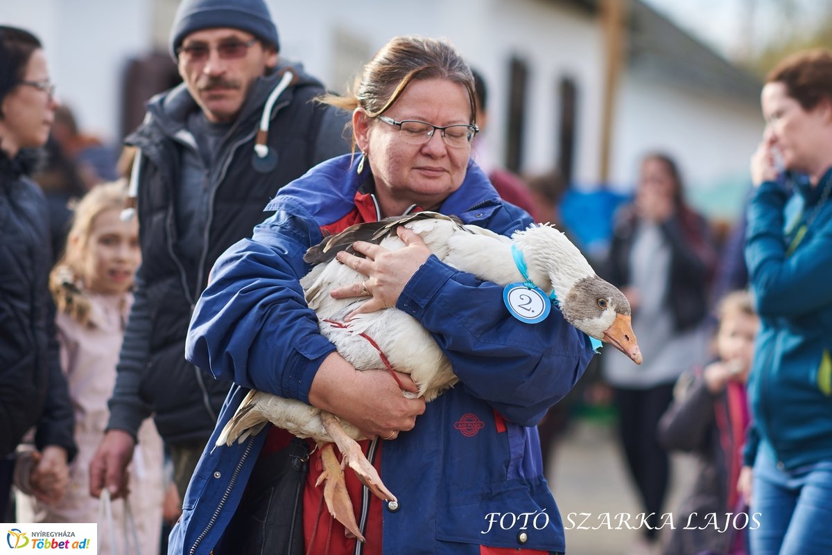 Márton-napi vigasságok 2019