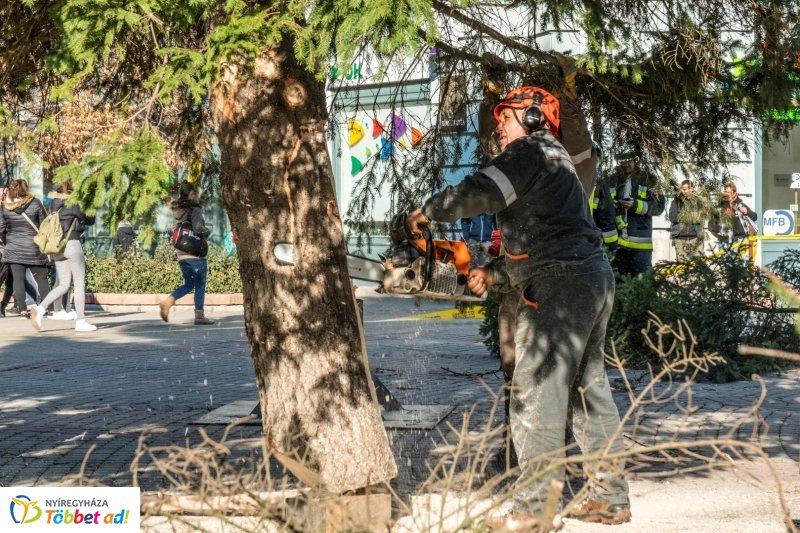 Megérkezett a karácsonyfa a Kossuth térre