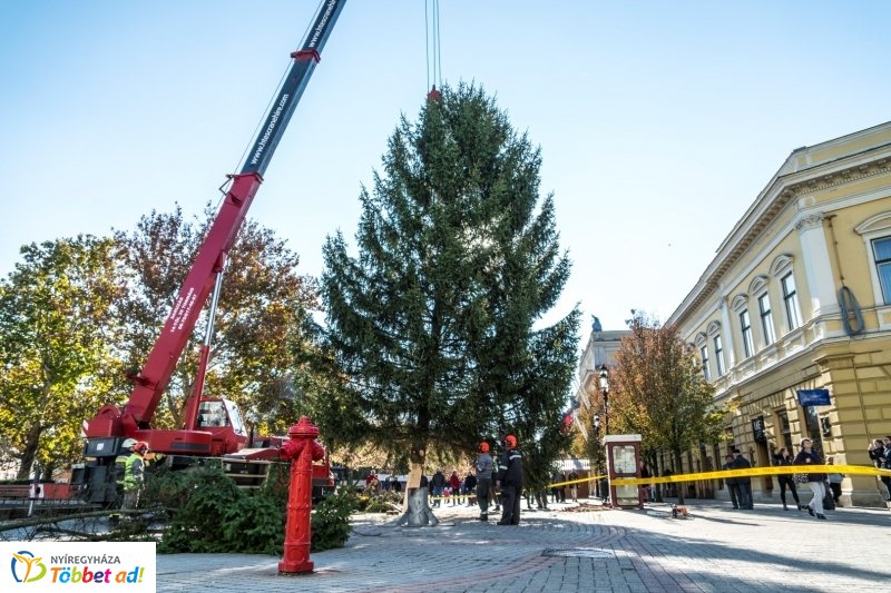 Megérkezett a karácsonyfa a Kossuth térre