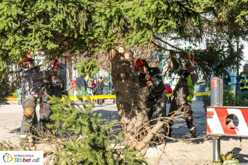 Megérkezett a karácsonyfa a Kossuth térre