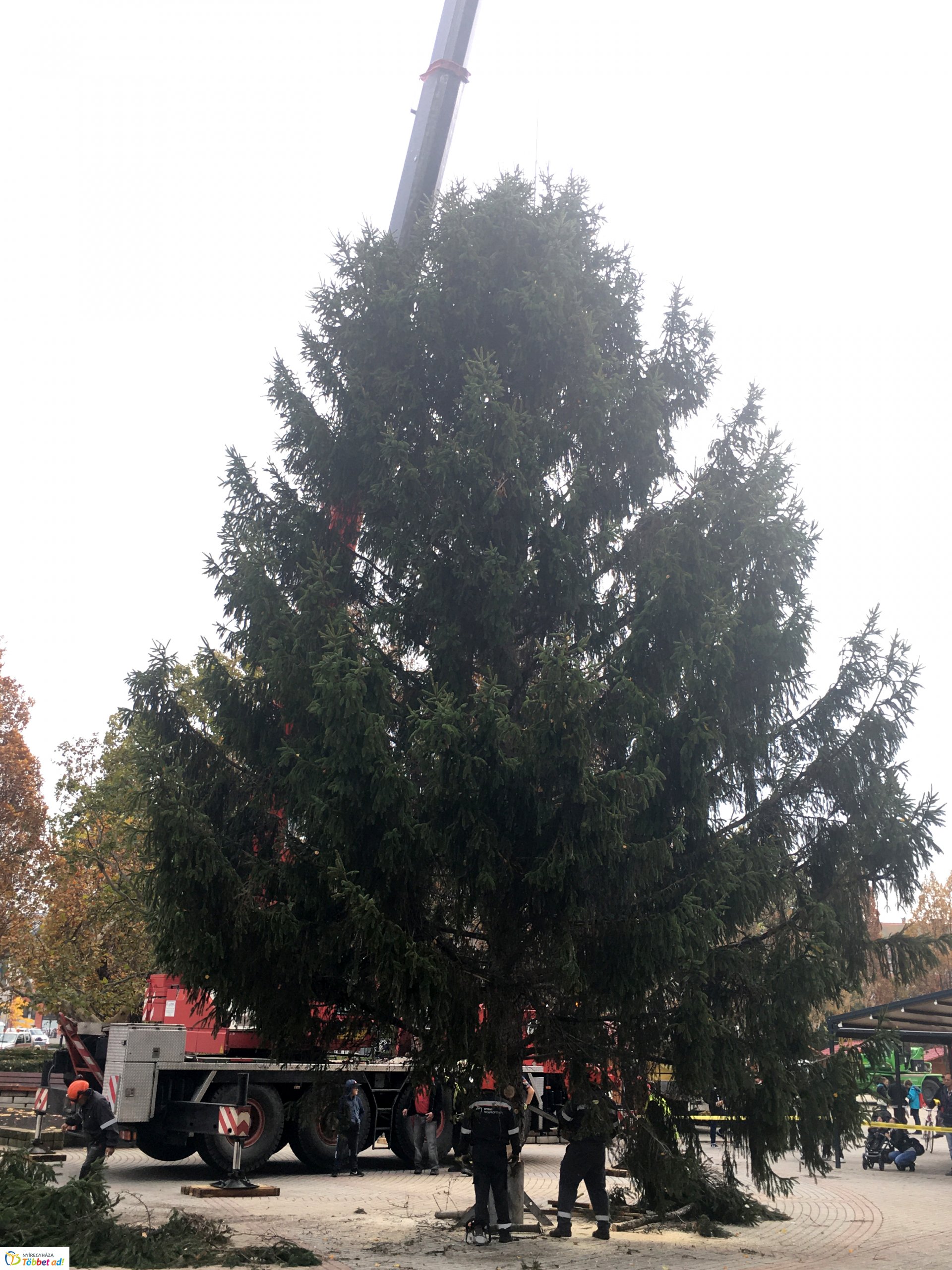Megérkezett a város karácsonyfája - 2019