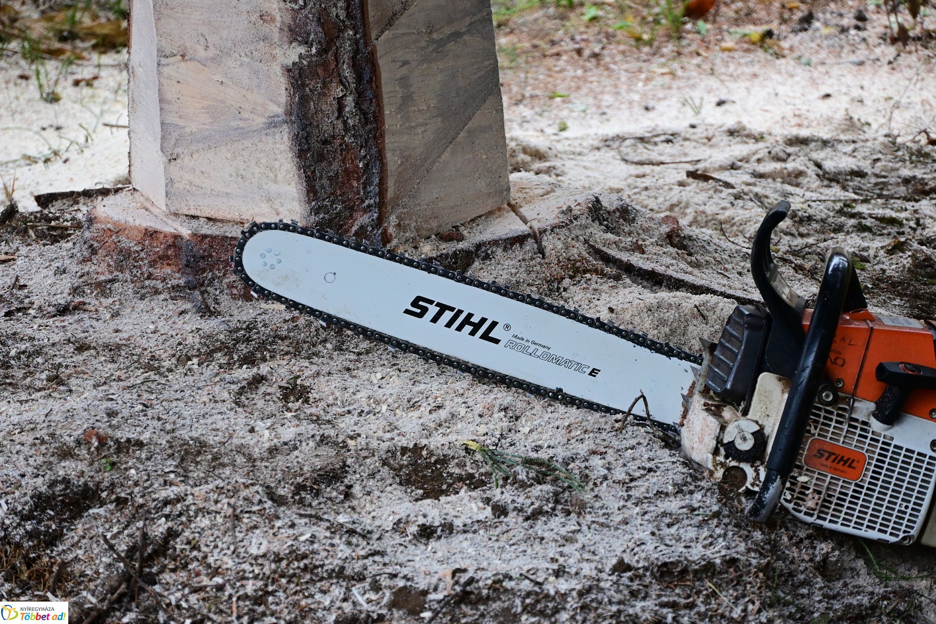 Megérkezett a város karácsonyfája a Kossuth térre